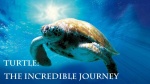 海龟奇妙之旅1
