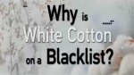 为什么白棉会被列入黑名单1