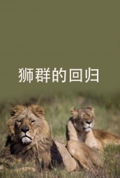 狮群的回归 海报