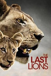 最后的狮群 海报