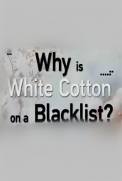 为什么白棉会被列入黑名单 海报