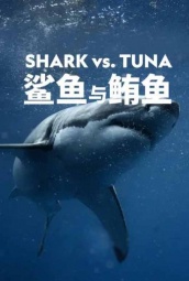 鲨鱼与鲔鱼 海报