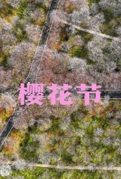 樱花节 海报