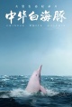 中华白海豚